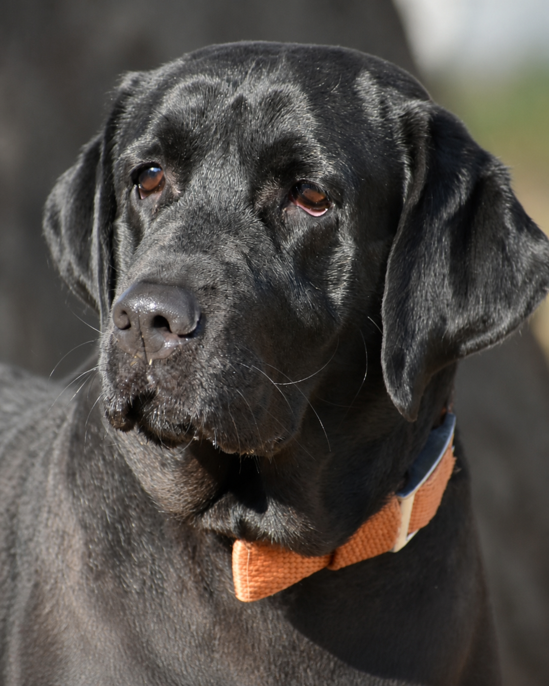 Coco, a black dog